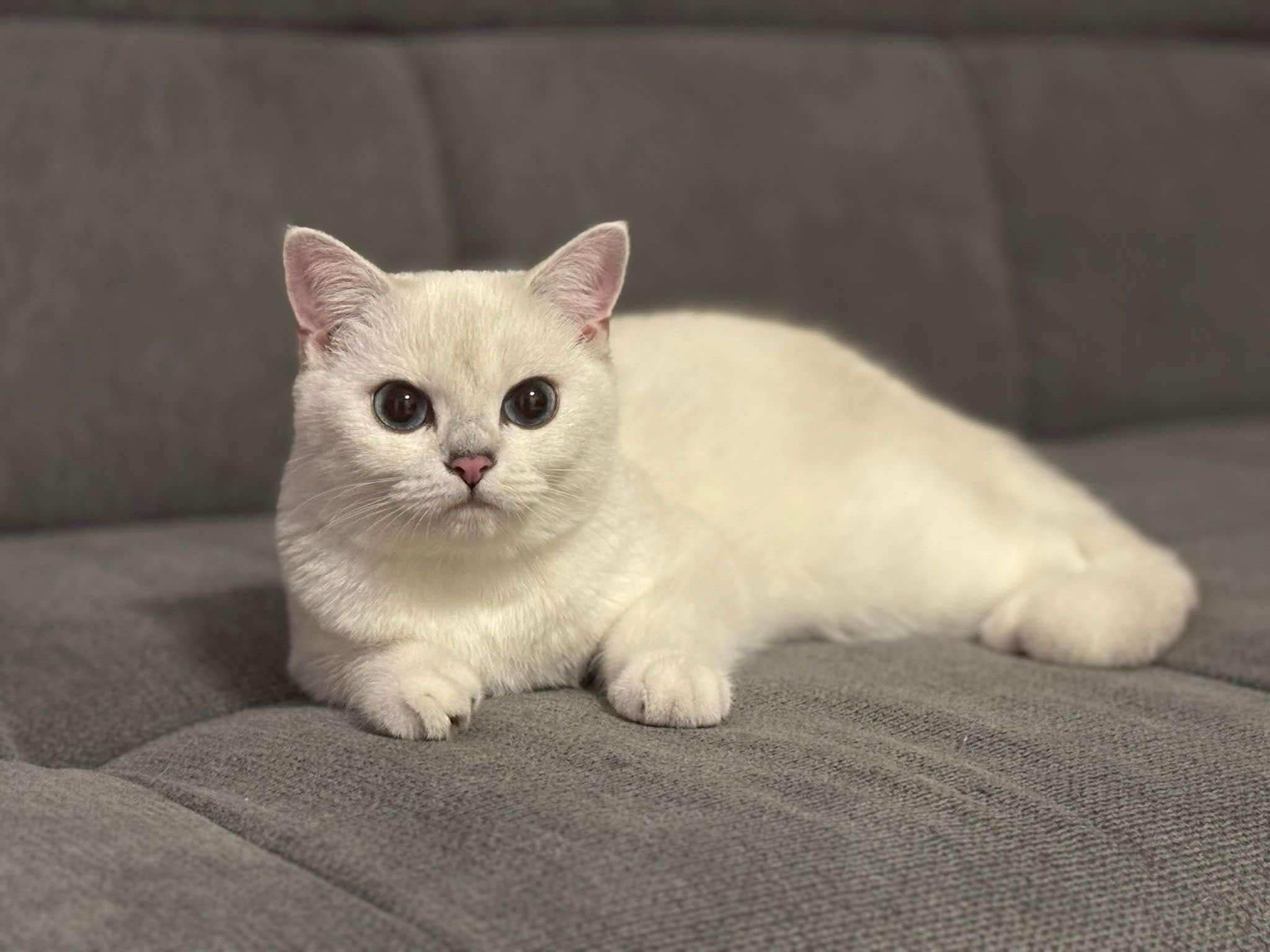 Elegant Amiro Eva